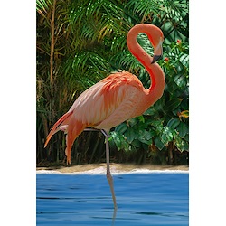 Flamingo - Call Of The Wild